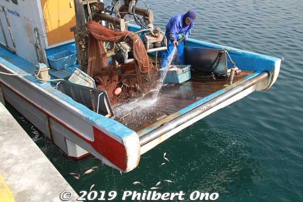 Cleaning up the fishing boat. Bycatch dumped overboard, but the birds are not picking it up.
Keywords: ibaraki kitaibaraki hirakata port fish