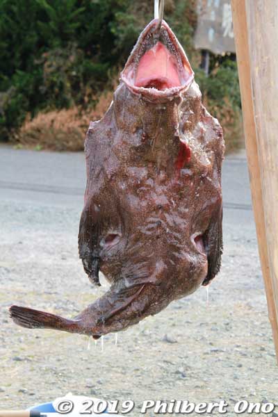 It's Kita-Ibaraki's famous fish and delicacy, monkfish, in the flesh. This one is 5 or 6 years old, weighing 12.7 kg. Only the female monkfish is eaten. The males are too small.
あんこう
Keywords: ibaraki kitaibaraki monkfish japanfood