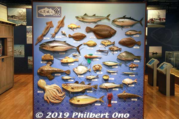 Display of all the fishes caught in Kita-Ibaraki.
Keywords: ibaraki kitaibaraki yosoro fishing history museum