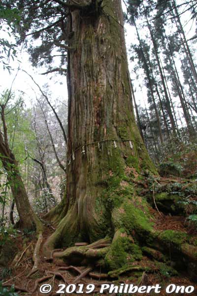 Rare cedar with three trunks.
Keywords: ibaraki kitaibaraki hanazono shrine