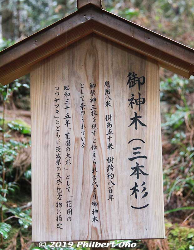 About the cedar tree.
Keywords: ibaraki kitaibaraki hanazono shrine