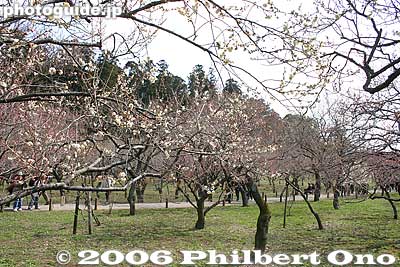 Plum tree grove, about a week too early.
Keywords: ibaraki mito kairakuen garden plum blossom flowers ume