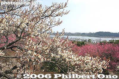 Plum trees and Lake Senba
Keywords: ibaraki mito kairakuen garden plum blossom flowers ume