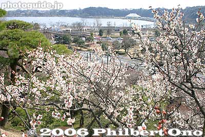 Plum trees and Lake Senba
Keywords: ibaraki mito kairakuen garden plum blossom flowers ume