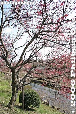 Keywords: ibaraki mito kairakuen garden plum blossom flowers ume