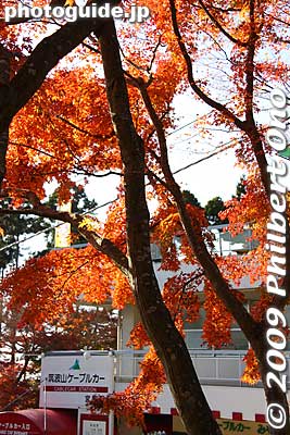 Keywords: ibaraki mount mt. tsukuba fall autumn leaves maple tree momiji