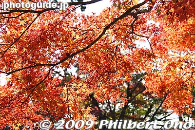 Autmun maple leaves on Mt. Tsukuba-san.
Keywords: ibaraki mount mt. tsukuba fall autumn leaves maple tree momiji