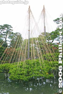 Keywords: ishikawa kanazawa kenrokuen garden matsu pine tree