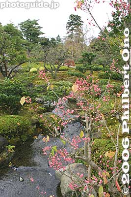 Tiny pink flowers
Keywords: ishikawa kanazawa kenrokuen garden matsu pine tree