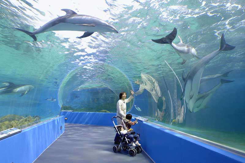 Notojima Aquarium's glass tunnel is a highlight. のとじま水族館
写真提供：©石川県観光連盟
Keywords: ishikawa nanao noto hanto peninsula