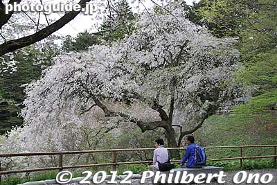Cherry blossoms at a scenic lookout deck.
Keywords: iwate hiraizumi world heritage site buddhist temples chusonji tendai