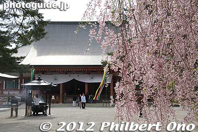 Weeping cherries and Motsuji's Hondo hall in Hiraizumi, Iwate Prefecture.
Keywords: iwate hiraizumi motsuji temple tendai buddhist national heritage site japantemple