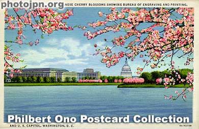 Cherry Blossoms, Potomac Park, Washington, DC. In this postcard, the Bureau of Engraving and Printing and the U.S. Capitol Dome are in the background. This card was made in the USA in the late 1930s or early 1940s.
The cherry trees must be the prettiest and most appreciated gift Japan has ever presented to the United States. The trees are truly a national treasure, for both countries. Today, there are over 3,700 cherry trees accenting Potomac Park and the Washington Monument. They are carefully maintained by arbor specialists.

