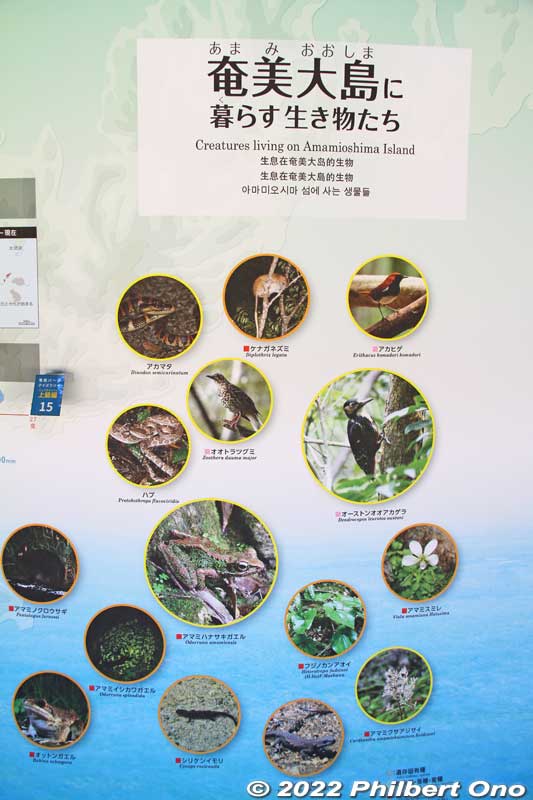 Amami no Sato's Information Space explains about local flora and fauna.
Keywords: Kagoshima Amami Oshima park