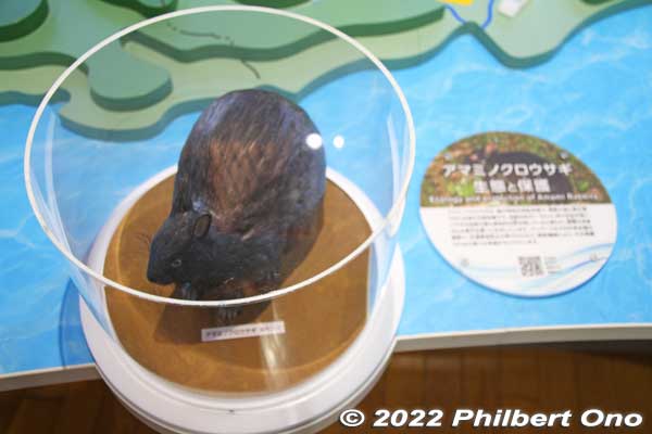 Model of Amami Oshima's endemic Amami Kuro-usagi rabbit. Short ears and dark fur.
Keywords: Kagoshima Amami Oshima park japanwildlife