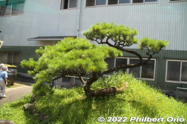 Pine tree next to the shochu factory.
Keywords: kagoshima Amami-Oshima Tatsugo sake factory nihonshu