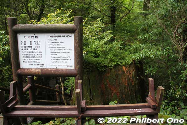 Momi fir tree stump also nearby. It was cut down. 455 years old.
Keywords: Kagoshima Yakushima Kigensugi cedar tree