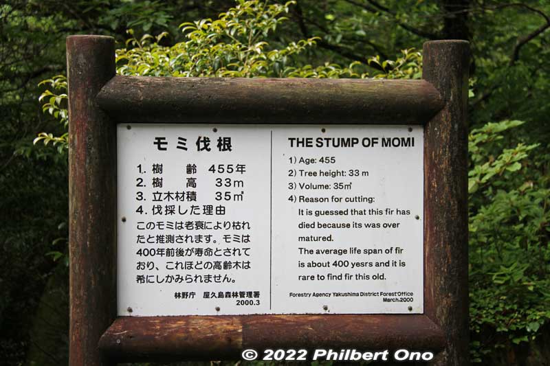 About the Momi fir tree stump.
Keywords: Kagoshima Yakushima Kigensugi cedar tree