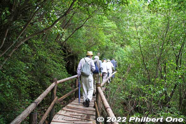 Easy tourist hike.
Keywords: Kagoshima Yakushima Yakusugi Land cedar tree