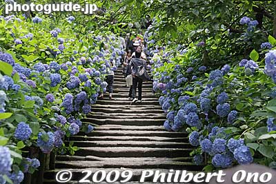 The main drag to Meigetsu-in temple's Hondo hall is lined with ajisai.
Keywords: kanagawa kamakura meigetsu-in temple zen ajisai hydrangea flowers 
