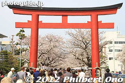 Dankazura path to Tsurugaoka Hachimangu Shrine.
Keywords: kanagawa kamakura tsurugaoka hachimangu shrine cherry blossoms flowers sakura torii