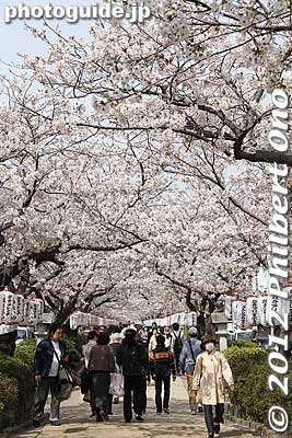Cherry trees along the Dankazura path to Tsurugaoka Hachimangu Shrine.
Keywords: kanagawa kamakura tsurugaoka hachimangu shrine cherry blossoms flowers sakura