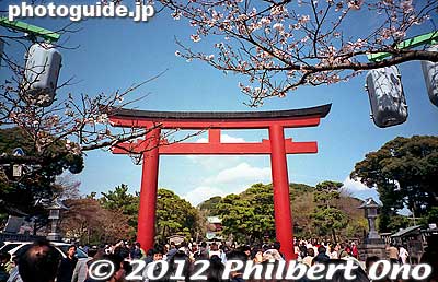 Another torii 
Keywords: kanagawa kamakura tsurugaoka hachimangu shrine cherry blossoms flowers sakura torii