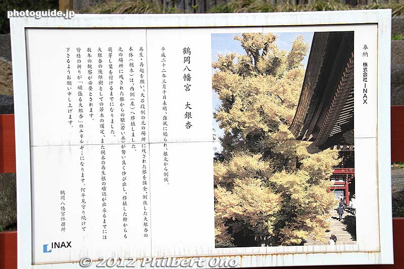 About the fallen gingko tree.
Keywords: kanagawa kamakura tsurugaoka hachimangu shrine