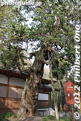 Tree planted in 1963, one of Kamakura's Natural Monuments.
Keywords: kanagawa kamakura tsurugaoka hachimangu shrine