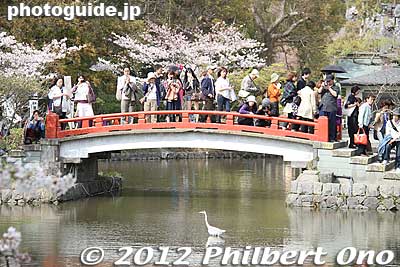 Bridge over Genpei Pond in a Japanese garden full of cherry blossoms.
Keywords: kanagawa kamakura tsurugaoka hachimangu shrine japanese garden flowers cherry blossoms sakura
