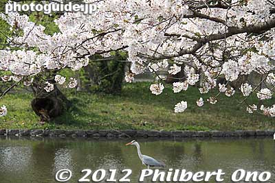 White heron and cherry blossoms.
Keywords: kanagawa kamakura tsurugaoka hachimangu shrine japanese garden flowers cherry blossoms sakura white heron bird japanwildlife