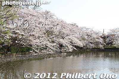 Cherry blossoms line the edge of Genpei Pond. 源平池
Keywords: kanagawa kamakura tsurugaoka hachimangu shrine japanese garden flowers cherry blossoms sakura