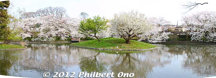 Genpei Pond and cherry blossoms.
Keywords: kanagawa kamakura tsurugaoka hachimangu shrine japanese garden flowers cherry blossoms sakura