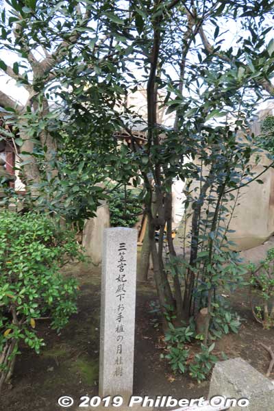 Tree planted by Princess Mikasa.
Keywords: kanagawa kawasaki shingon-shu daishi Buddhist temple
