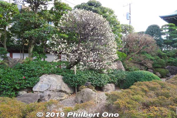 Plum blossoms.
Keywords: kanagawa kawasaki shingon-shu daishi Buddhist temple