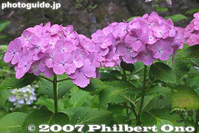 Keywords: kanagawa kawasaki flower Hydrangea summer japanflower