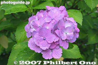 Keywords: kanagawa kawasaki flower Hydrangea summer japanflower