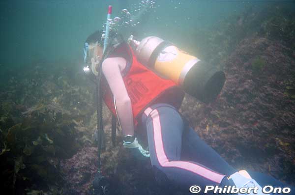 Scuba diving at Manazuru Peninsula. Lots of seaweed on the bottom.
Keywords: kanagawa manazuru peninsula cape