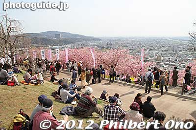 The site is spectacular with views of the town below, the ocean, and Mt. Fuji.
Keywords: kanagawa matsuda-machi town kawazu sakura matsuri cherry blossoms flowers trees