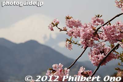 Mt. Fuji and cherry blossoms from Matsuda, Kanagawa. Kawazu cherry trees (河津桜) are named after a place in Shizuoka Prefecture called Kawazu where the original tree was first discovered in 1955.
Keywords: kanagawa matsuda-machi town kawazu sakura matsuri cherry blossoms flowers trees