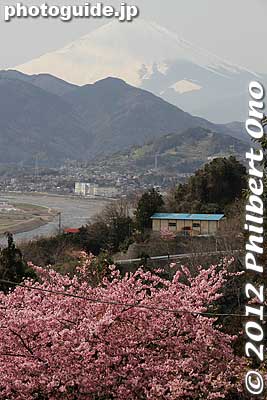 Mt. Fuji and cherry blossoms from Matsuda, Kanagawa.
Keywords: kanagawa matsuda-machi town kawazu sakura matsuri cherry blossoms flowers trees