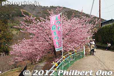 After arriving by bus, walk uphill to see the upper cherry trees here.
Keywords: kanagawa matsuda-machi town kawazu sakura matsuri cherry blossoms flowers trees