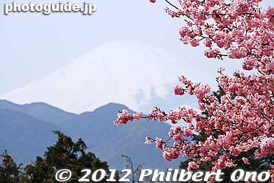 Mt. Fuji and kawazu sakura cherry blossoms in Matsuda, Kanagawa.
Keywords: kanagawa matsuda-machi town kawazu sakura matsuri cherry blossoms flowers trees
