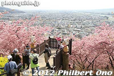 Lookout deck.
Keywords: kanagawa matsuda-machi town kawazu sakura matsuri cherry blossoms flowers trees