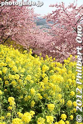 Keywords: kanagawa matsuda-machi town kawazu sakura matsuri cherry blossoms flowers trees nanohana rape