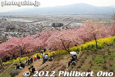 Cherry trees on the slope of Matsudayama.
Keywords: kanagawa matsuda-machi town kawazu sakura matsuri cherry blossoms flowers trees nanohana rape