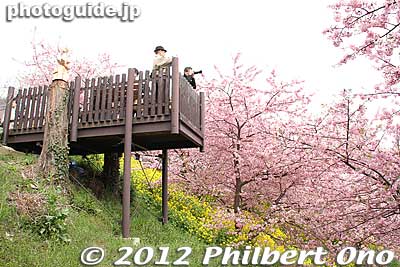 Lookout deck.
Keywords: kanagawa matsuda-machi town kawazu sakura matsuri cherry blossoms flowers trees nanohana rape