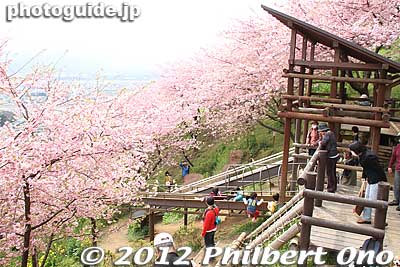 Slider for kids.
Keywords: kanagawa matsuda-machi town kawazu sakura matsuri cherry blossoms flowers trees