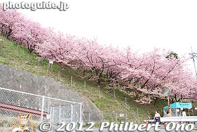 Cherry trees on the slope of Matsudayama.
Keywords: kanagawa matsuda-machi town kawazu sakura matsuri cherry blossoms flowers trees