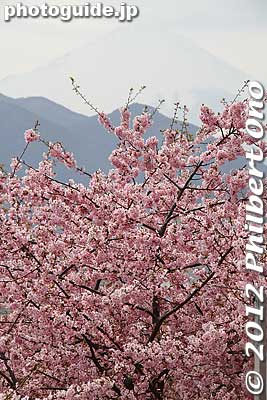 Mt. Fuji and cherry blossoms.
Keywords: kanagawa matsuda-machi town kawazu sakura matsuri cherry blossoms flowers trees